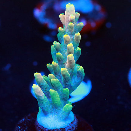 WWC King Fiji