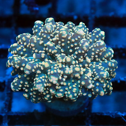 POTO Golden Octospawn