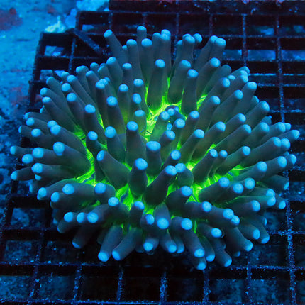 Neon Black Hole Helio Fungia