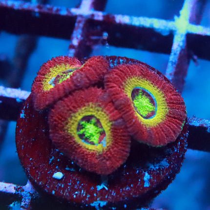 WWC Ruby Rainbow