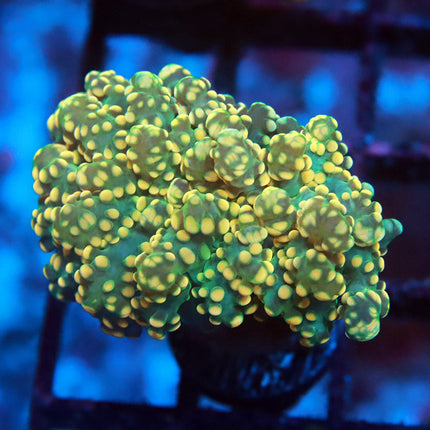 POTO Holy Grail Octospawn