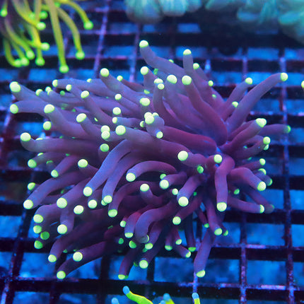 POTO Purple Torch