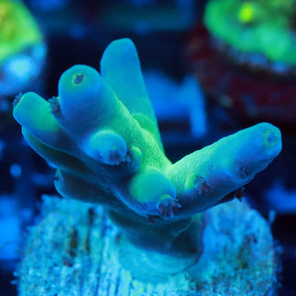 ReefGen Blueberry Fantasy