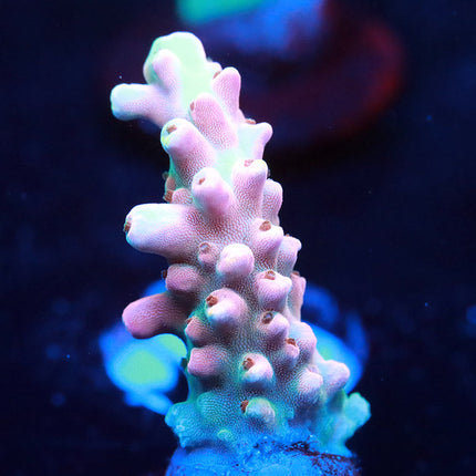 RRUSA Limitless