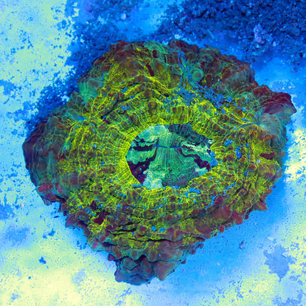 Golden Donut Acantho