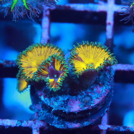 Sinister Grafted Paly