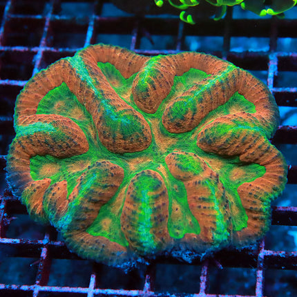 Florida Gators Symphyllia