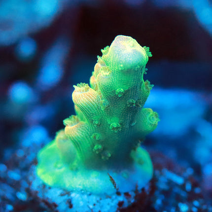 TGC Tropicana