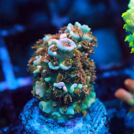 Conditioned Indo Rainbow Tenuis