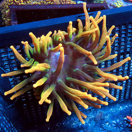 Chicago Sunburst Anemone