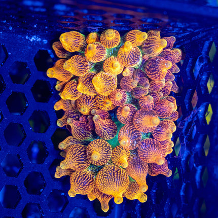 Colorado Sunburst Anenome Lineage from Pecan2phat