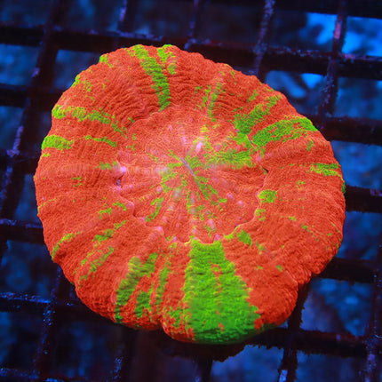 POTO Candy Apple Scoly