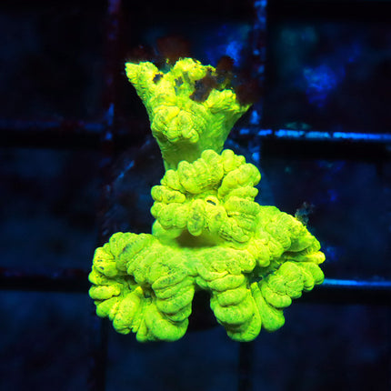 Kryptonite Candy Cane