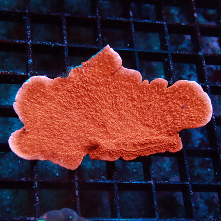 Red Monti Cap