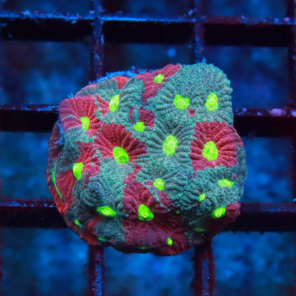Splatter War Coral