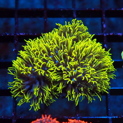 Neon GSP
