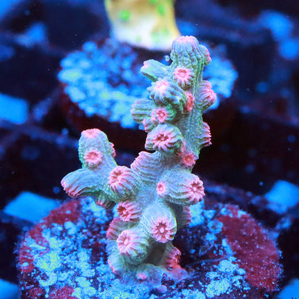 Branching Meteor Shower Cyphastrea