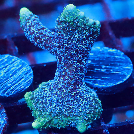 German Blue Digi