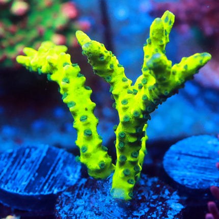 Green Goblin Anacropora
