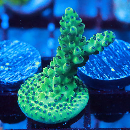 POTO Aqua Viridium