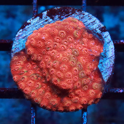 Orange Cyphastrea
