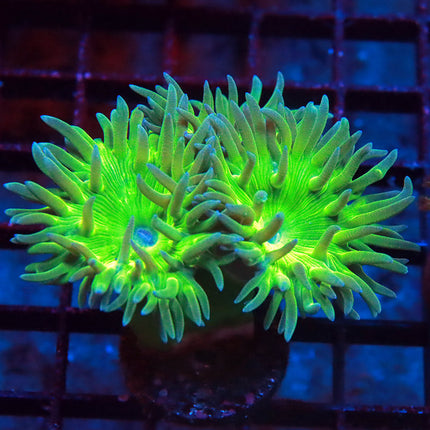 Neon Duncan Coral
