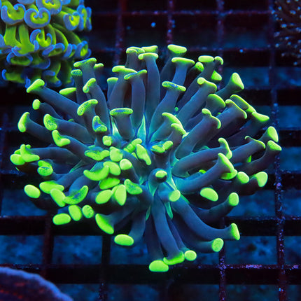 POTO Neon Branching Hammer