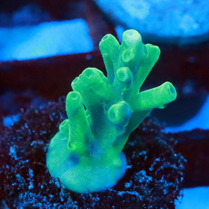 ORA Hawkin's Echinata