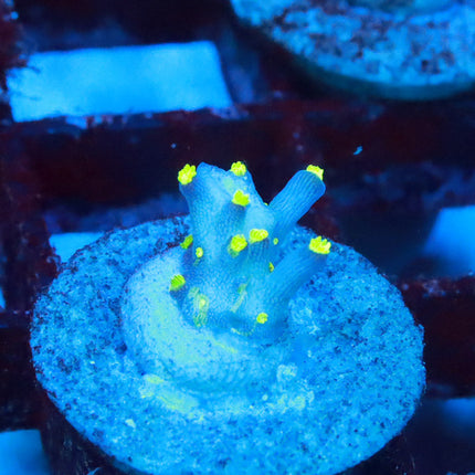 POTO Blueberry Bonsai