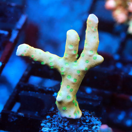Tropicana Anacropora