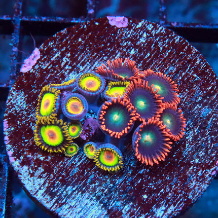 Rasta & Punk Rocker Zoa Mini Colony