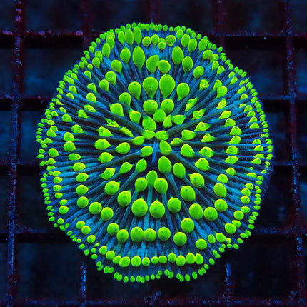 Ultra Neon Pinwheel Fungia