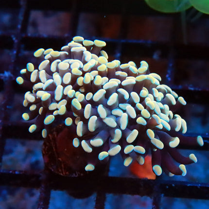 Golden Branching Hammer