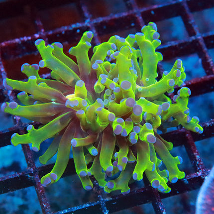 POTO Bi-Color Frogspawn