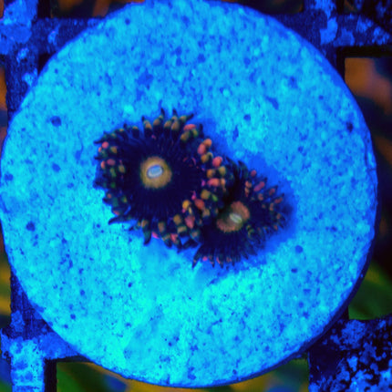 Anti-matter Paly
