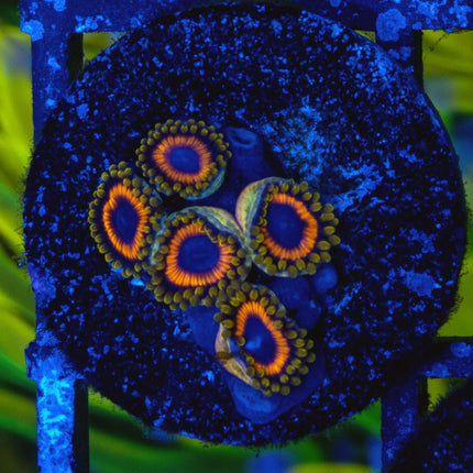 Juice Fruit Zoa