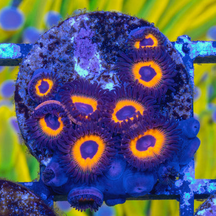 Tarzan Zoa