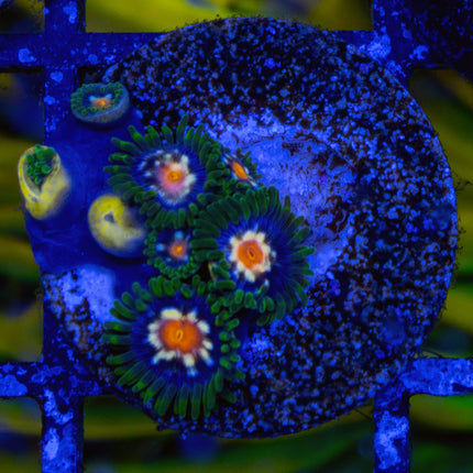 JF StarGlazer Zoa