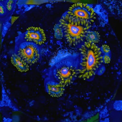 Super Saiyan Zoa