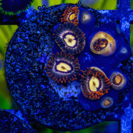 Orange Sunburst Zoa