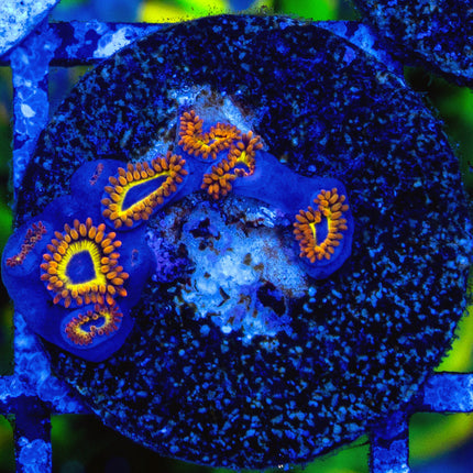 Fruitloop Zoa