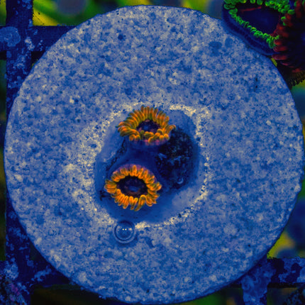 JF Acid Reflux Paly