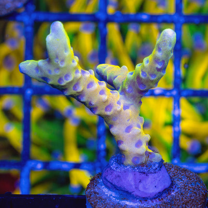 RRC GoldenRod Anacropora