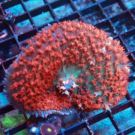 Ultra Red St Thomas Mushroom