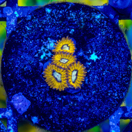Pikachu Zoa