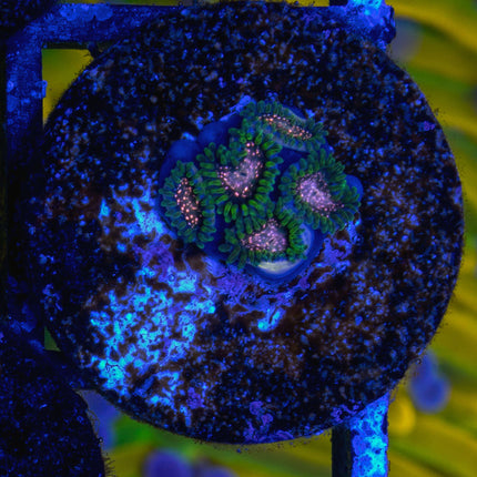 Comet Combustion Zoa