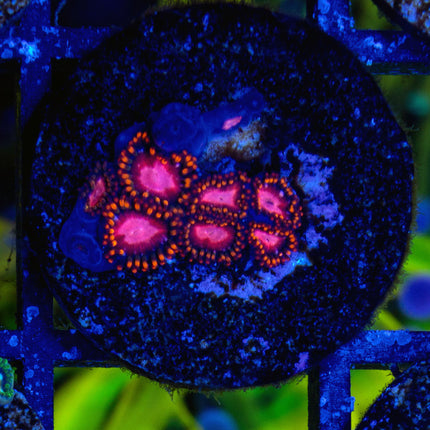 KH Sunburst Zoa