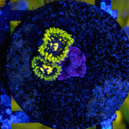 Exoshere Zoa