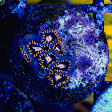 BlackHole Sun Acan