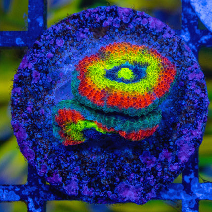 Holy Grail Micromussa